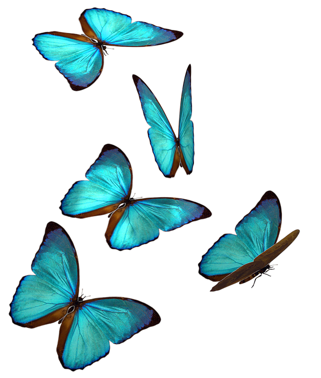 https://www.kitchengloss.com/images/butterfly-2.png